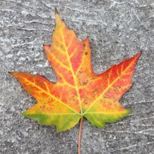 maple leaf fall
