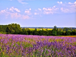 True Lavender