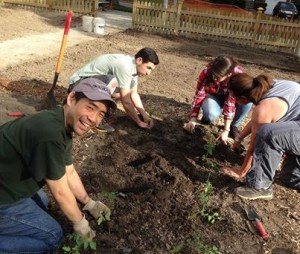 Planting heirloom tomatoes