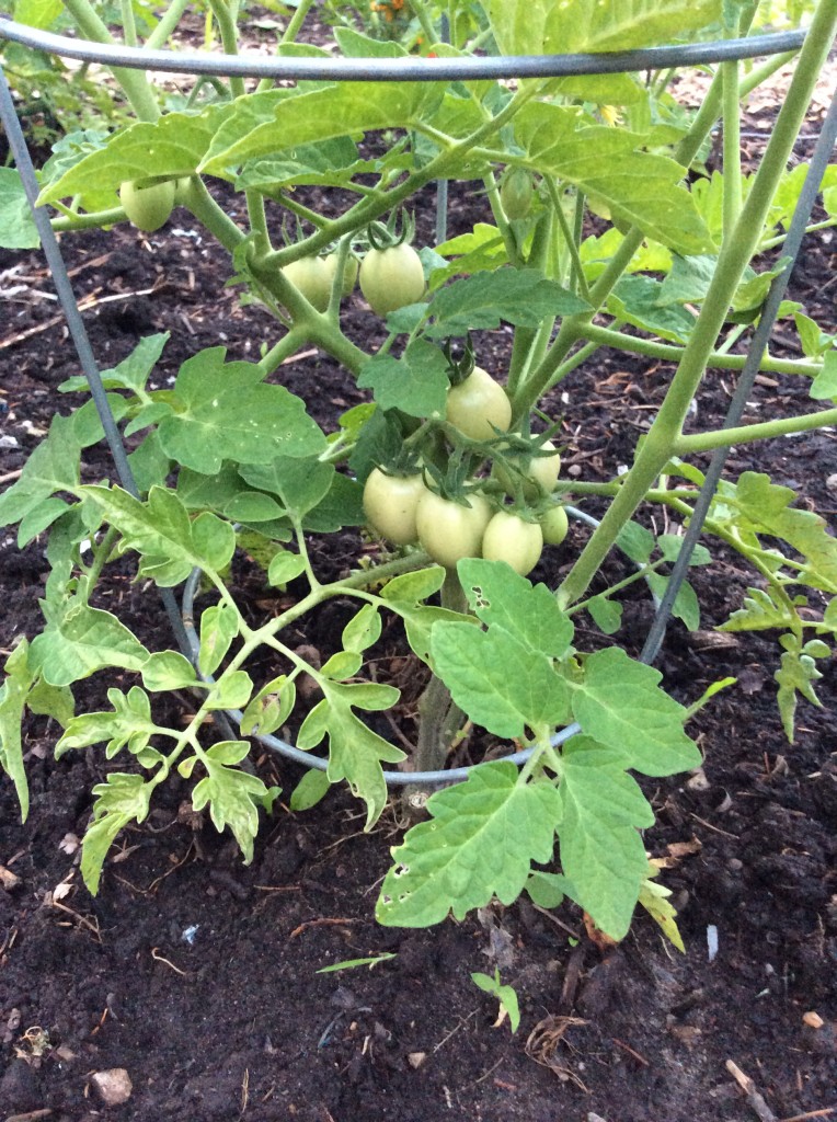 thai pink tomatoes