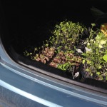 Seedlings for sale