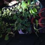 Seedlings for sale