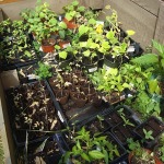 Cold Frame Plants