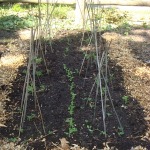 peas planted