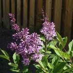 lilacs