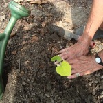 Squash planting