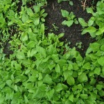 New Zealand spinach