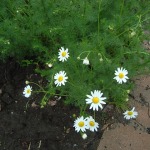 Bright daisies along the curb