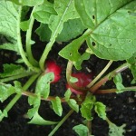 Radishes popping out of the ground