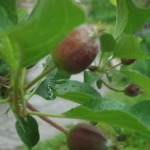 The first apples from our orchard!