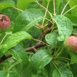 And anjou pears!