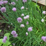 Chives with their pink blossoms