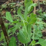 Peas climbing the post