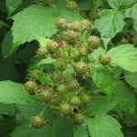 We’ll have a bumper crop of raspberries