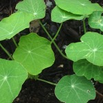 We’ll have yellow and orange nasturtiums. You can garnish your salads with these