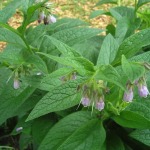 Comfrey with its pink bells