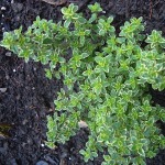 Variegated thyme