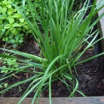 Garlic chives