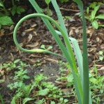 Garlic scapes which will be harvested very soon