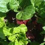 Many lettuce varieties