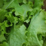 Fresh Lettuce