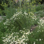 Daisies and lovage