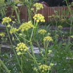 Lovage