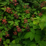 Black Raspberries