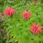 Bee Balm