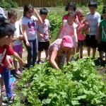 Harvesting radishes