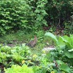 Cottontail in the garden