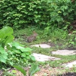 Cottontail Rabbit