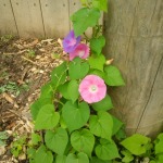 Morning Glories