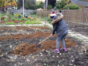 Volunteer clearing patch