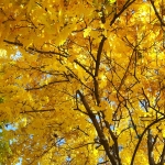 Fall foliage