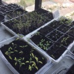 Seedlings awaiting planting