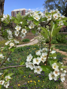 Fruit Tree Blossoms