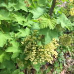 Currants growing