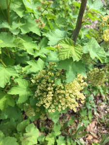 Currants growing