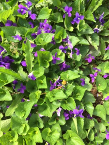 Violets in orchard