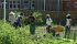 Volunteers working in the garden