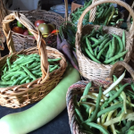 Beans and long squash