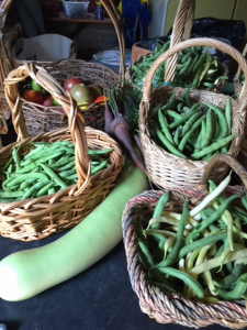 Beans and long squash