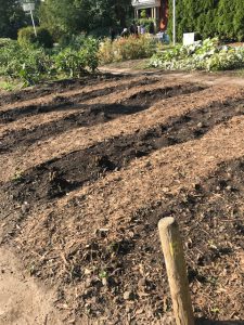 Newly transplanted Raspberry Patch