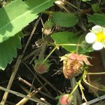 Strawberries starting to form