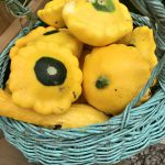 Basket of patty pan squash