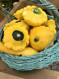 Basket of patty pan squash