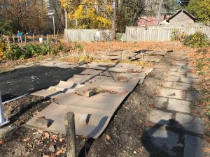 Cardboard spread on garden beds