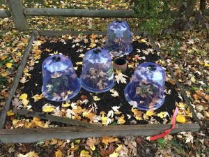 Lavender under cloches for winter