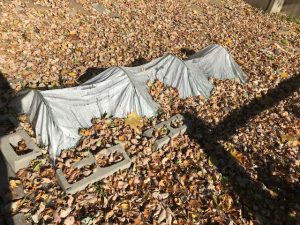 Herbs covered by plastic dome for winter